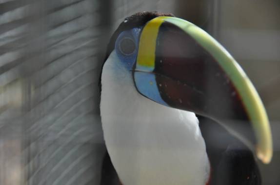 Vistoso Tucano no Centro de Pesquisas de Animais, em Balbina - AM